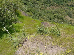 Echinops sahyadricus