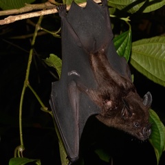 Phyllostomus hastatus