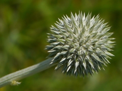 Echinops sahyadricus