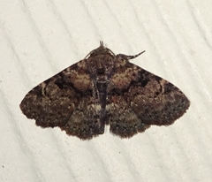 Metalectra diabolica