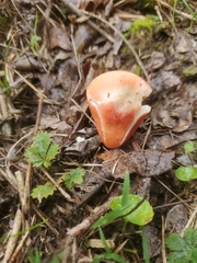 Guepinia helvelloides