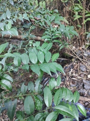 Zanthoxylum scandens