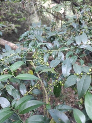 Zanthoxylum scandens
