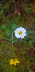 Sabazia multiradiata