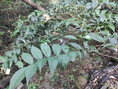 Zanthoxylum scandens
