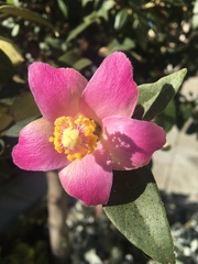 Lagunaria