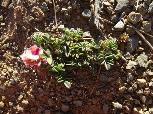 Image of Indigofera alternans by (c) Shaun Swanepoel, some rights reserved (CC BY)