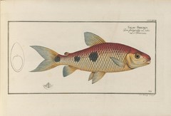 Threespot Leporinus photo 3