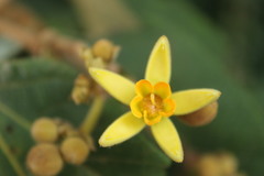 Apeiba tibourbou