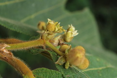 Apeiba tibourbou