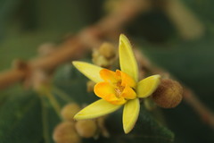Apeiba tibourbou