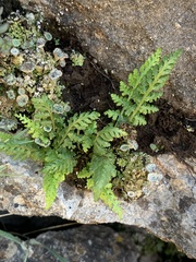 Asplenium fontanum fontanum