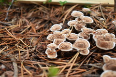 Phellodon tomentosus