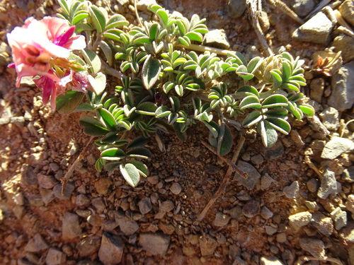 Image of Indigofera alternans by (c) Shaun Swanepoel, some rights reserved (CC BY)