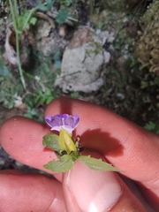 Torenia asiatica