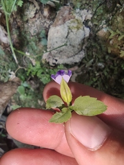 Torenia asiatica