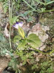 Torenia asiatica