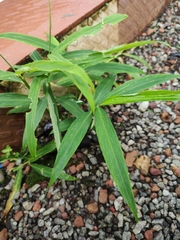 Zingiber officinale