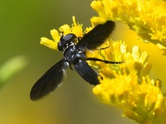 Trichopoda lanipes