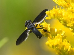 Trichopoda lanipes