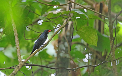 Slate-colored Grosbeak (Saltator grossus), photo 6