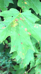 Vasates aceriscrumena