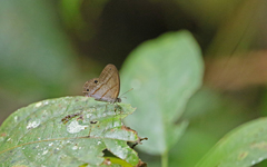 Amiga arnaca