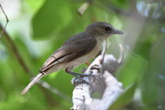 Pachycephala simplex