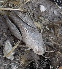 Arphia pseudonietana