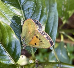 Colias electo