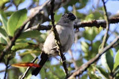 Pyrrhula murina