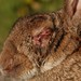 Myxomatosis Virus - Photo (c) Kai, some rights reserved (CC BY-NC), uploaded by Kai