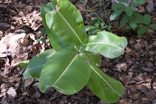 Image of Asclepias lemmonii by (c) Mike Ostrowski, some rights reserved (CC BY-SA)