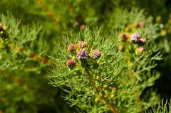 Serruria foeniculacea