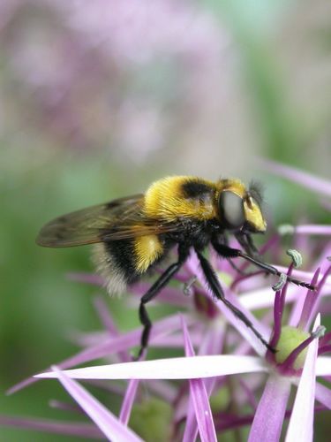 Bumble Bee Hover Fly