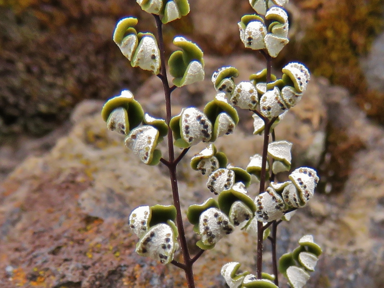 Argyrochosma nivea