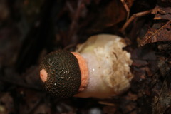 Phallus cinnabarinus