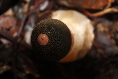 Phallus cinnabarinus