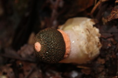 Phallus cinnabarinus