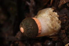 Phallus cinnabarinus