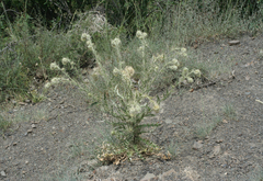 Cirsium echinus