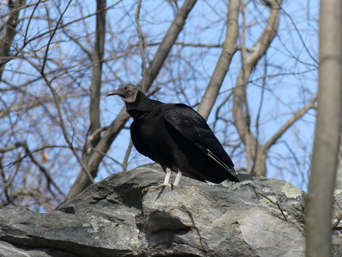 Black Vulture