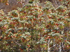 Melianthus