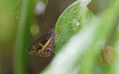 Posttaygetis penelea