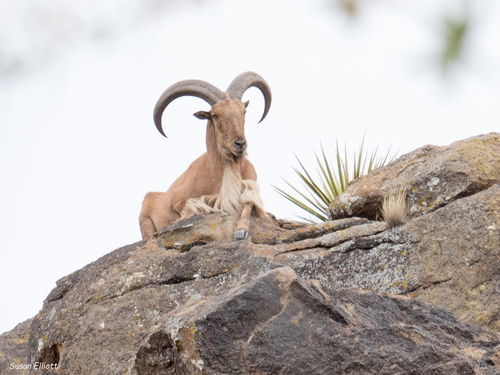 Aoudad