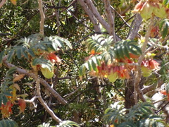 Melianthus