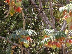 Melianthus