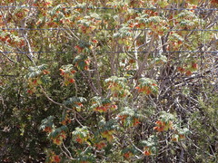 Melianthus