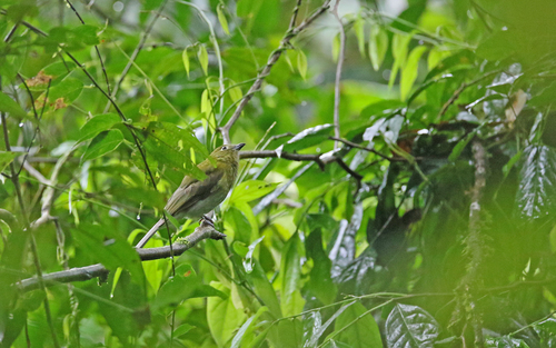 Grey-tailed Piha (Snowornis subalaris), photo 4