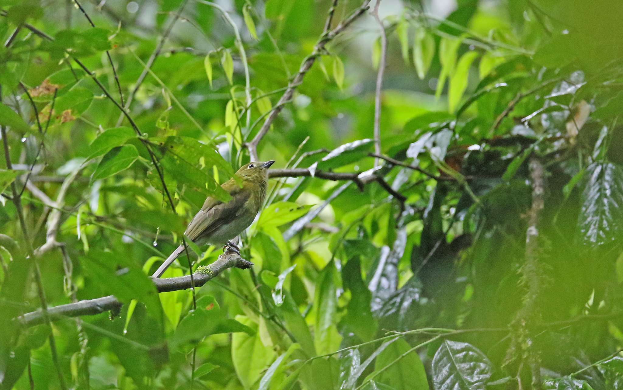 Grey-tailed Piha (Snowornis subalaris), photo 4